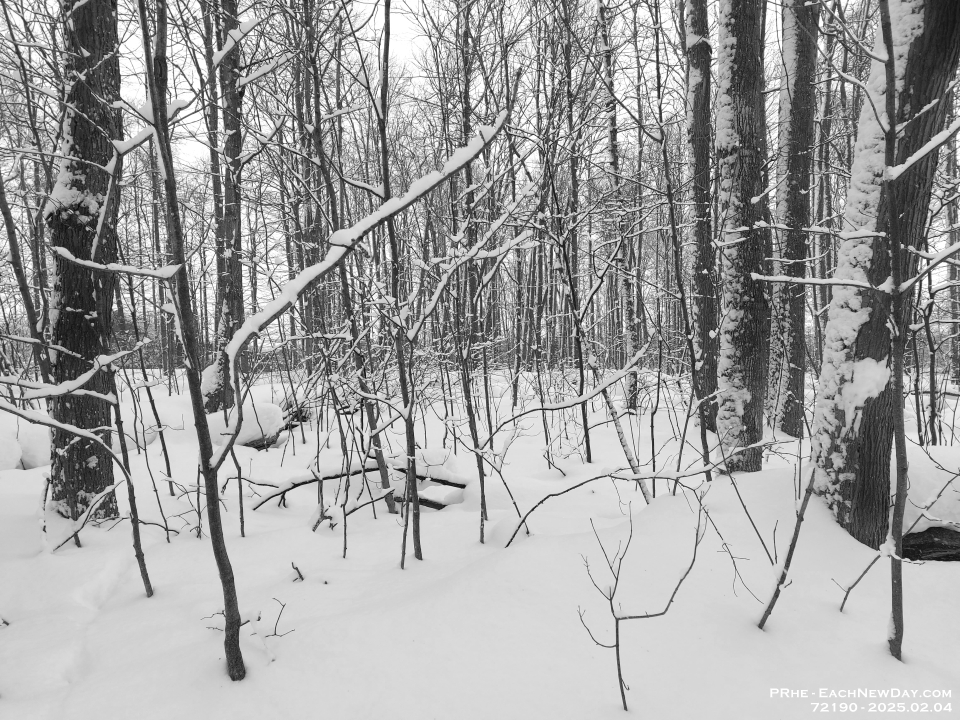 72190BwLe - Walking through the woods on a snowy morning